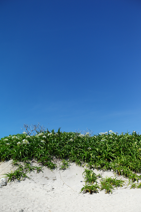 LEICA M9-P + Leitz Summaron 3.5cm f3.5 Kudakajima Island , Okinawa - 2014/06/27